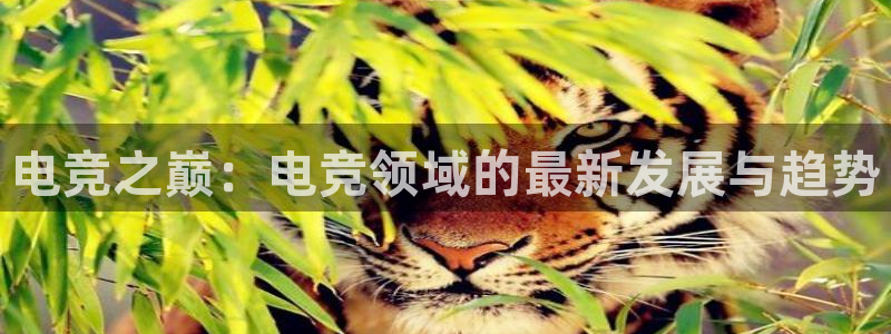 乐鱼电竞app：电竞之巅：电竞领域的最新发展与趋势